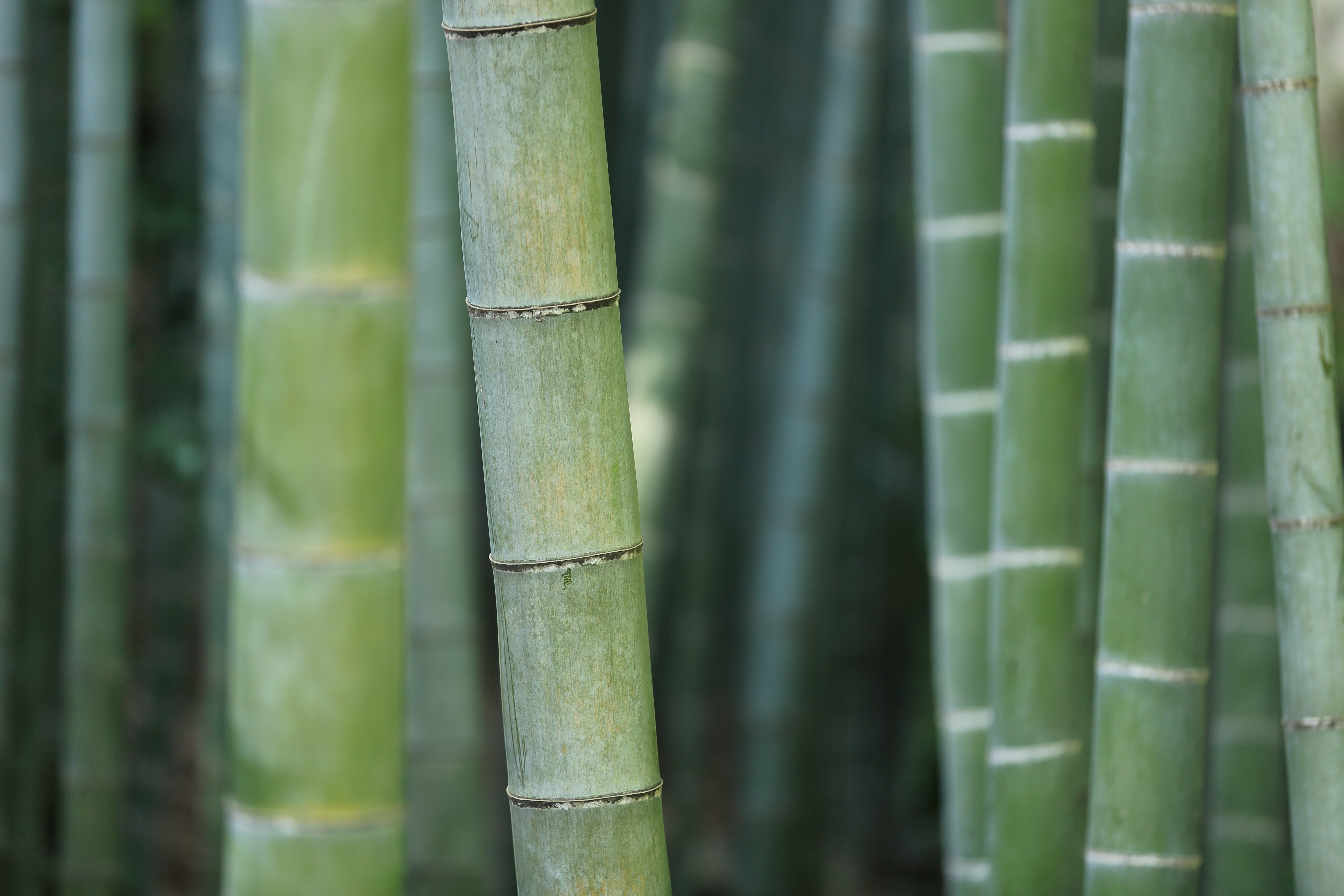 Bamboo Exotique Tablier Croissance Bamboo Green 