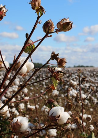 Le coton biologique et écologique - Textile Addict