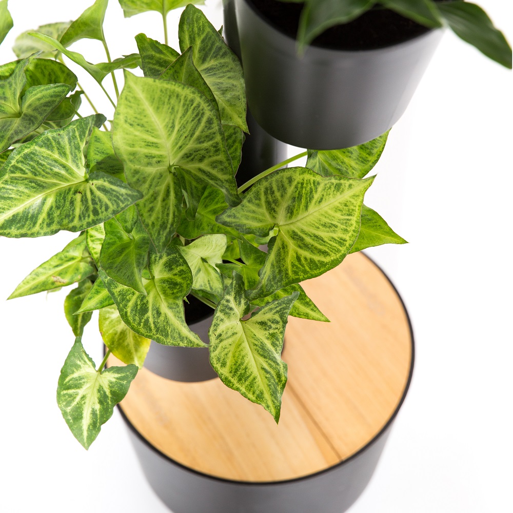 Jardinière verticale d'intérieur avec arrosage intelligent WiFi 37