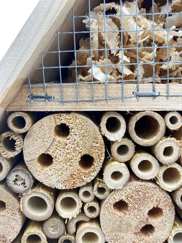 Hôtel à Insectes 4