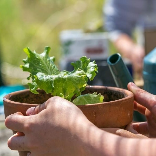 Kit Herbes Aromatiques Bio Pour Enfants - 5 Variétés (basilic, Ciboulette, Etc.) - Activité Jardinage éducative - Marque Les Petits Radis
