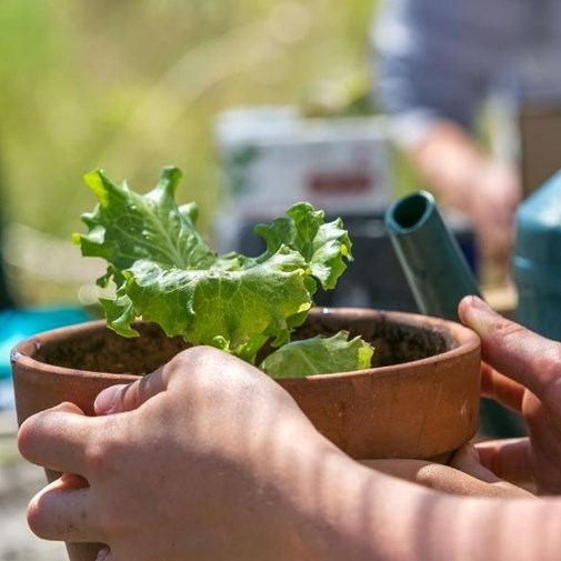 Abonnement à 6 mois de potager Les Petits Radis