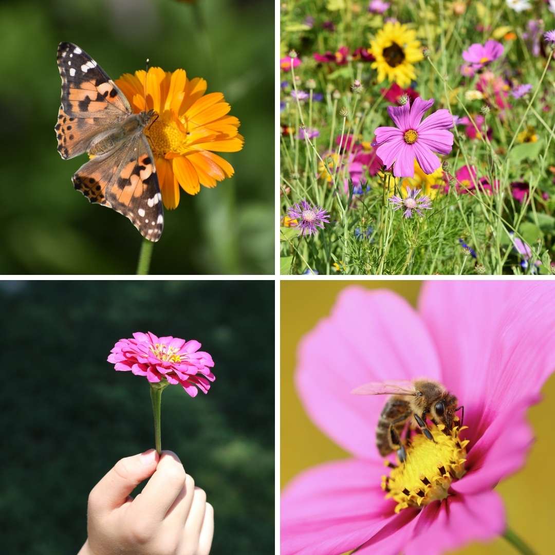 Kit bombes à graines 2
