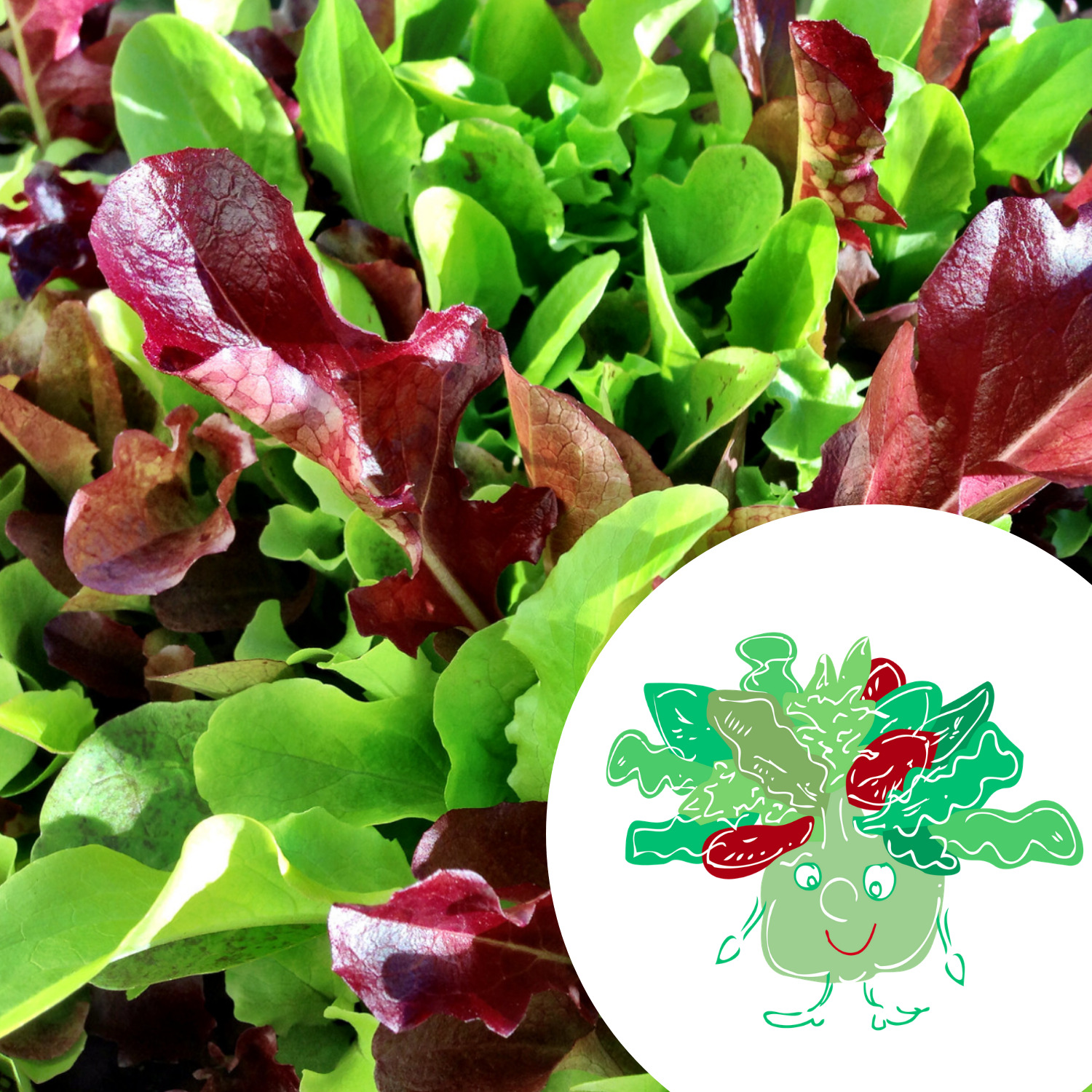 Mini-kit de semis - Graines de mesclun BIO - Augustin le mesclun 2