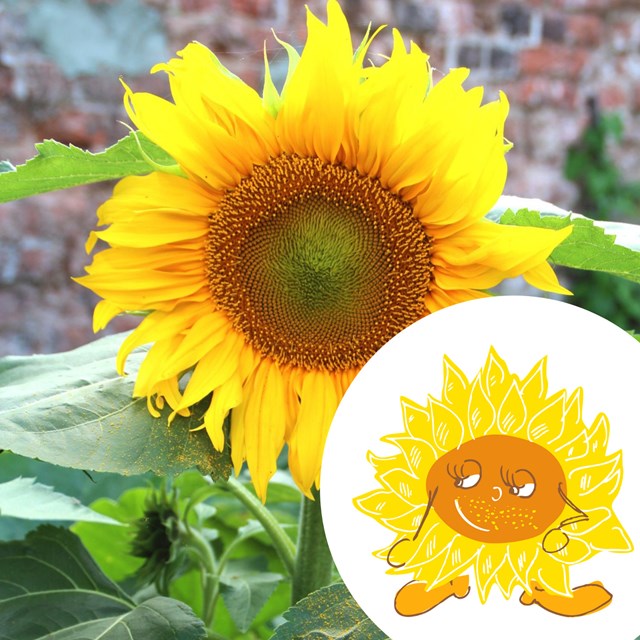 Mini-kit de semis - Graines de tournesol BIO - Paul le tournesol 2