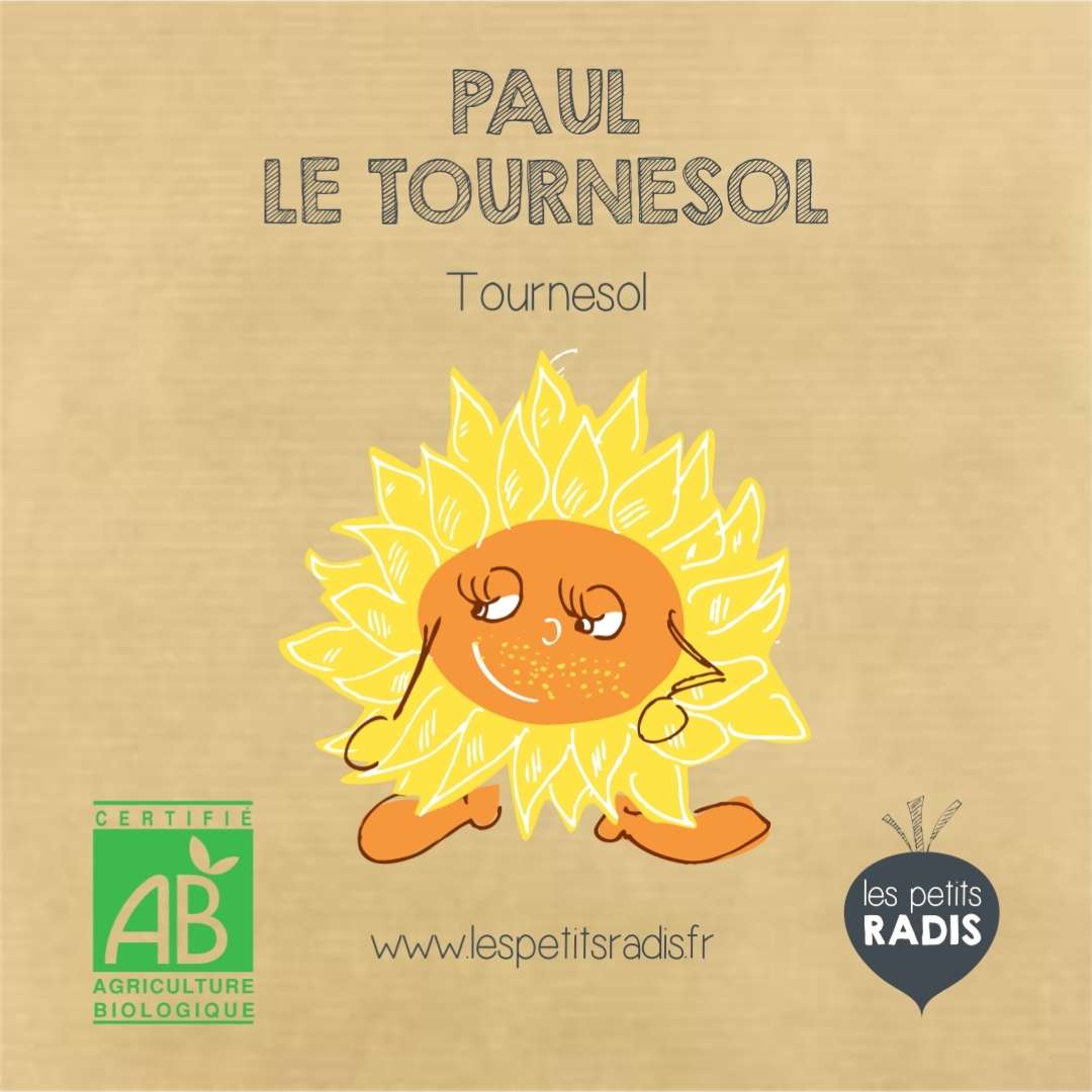 Mini-kit de semis - Graines de tournesol BIO - Paul le tournesol 4