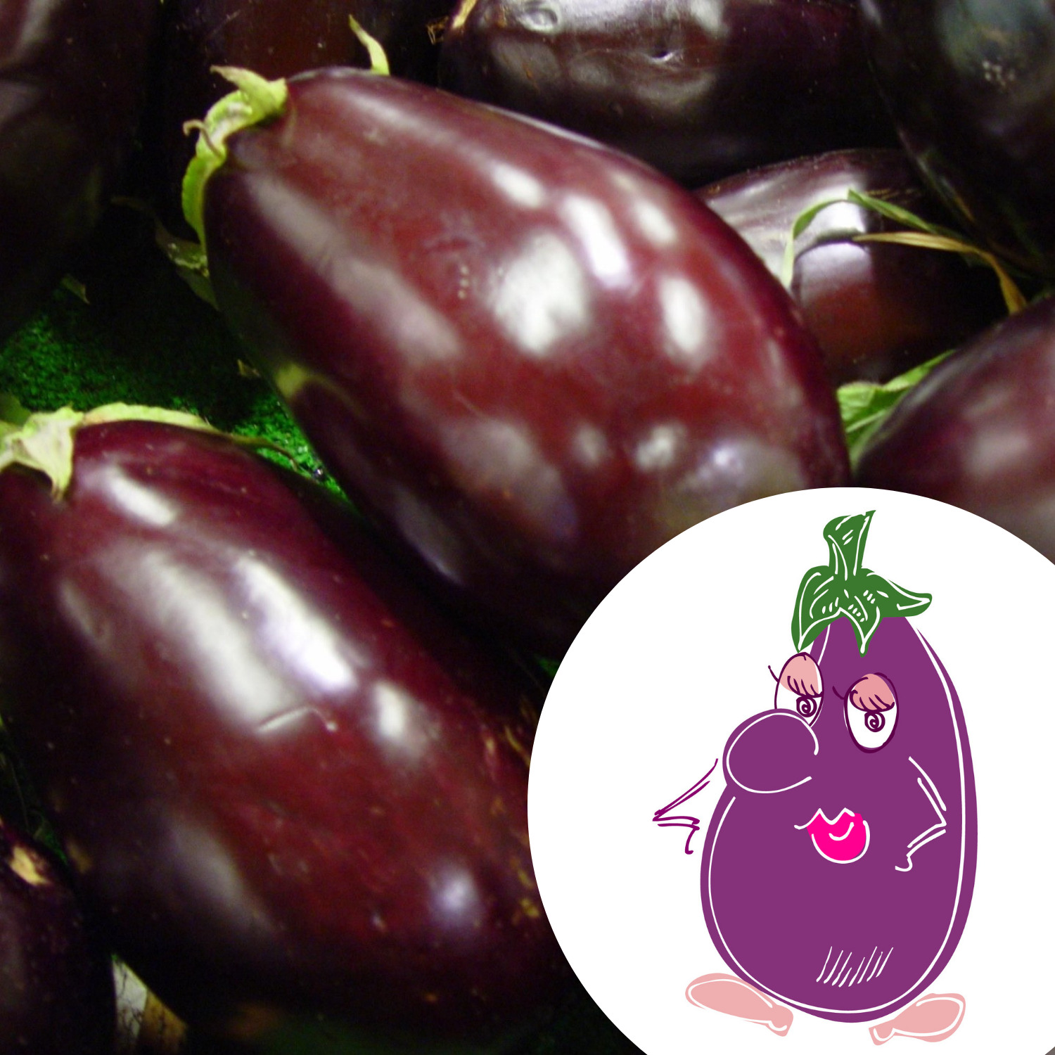 Mini Kitkipouss - Graines d'aubergine BIO - Ludivine l'aubergine 2