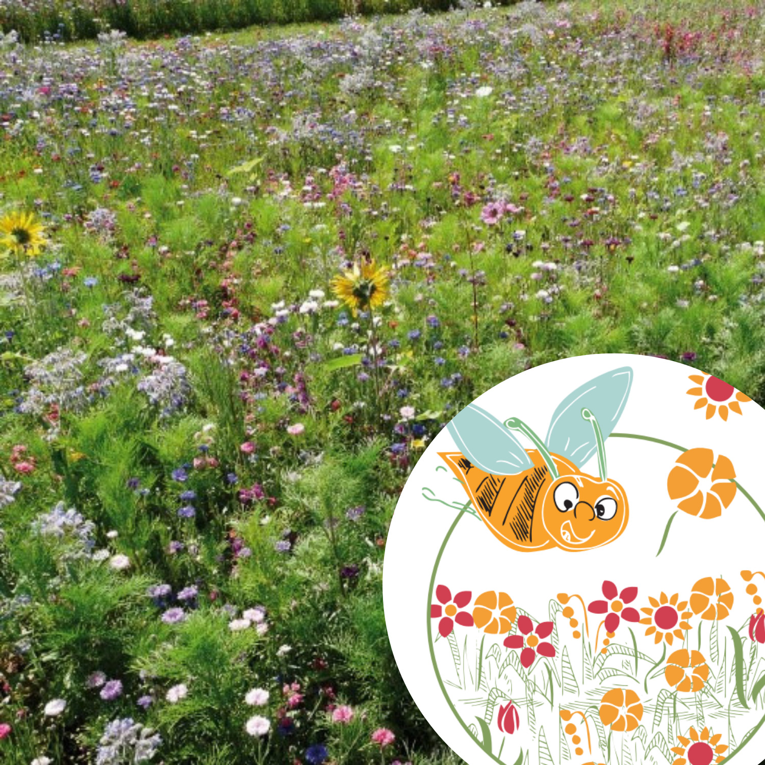 Mini-Kit de semis - graines de fleurs mellifères bio pour attirer les abeilles 2