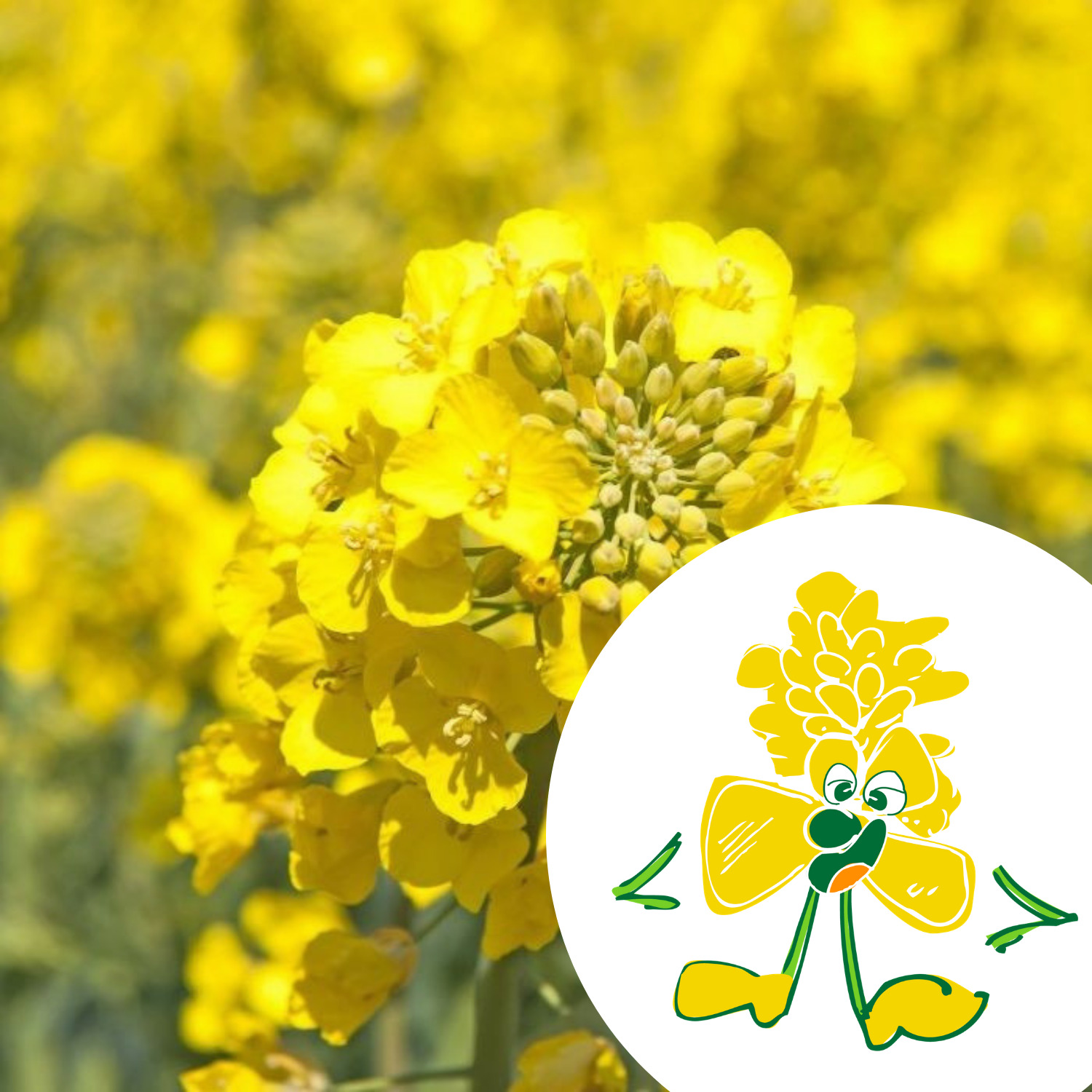 Mini-kit de semis - graines de moutarde bio - Gaspard la moutarde