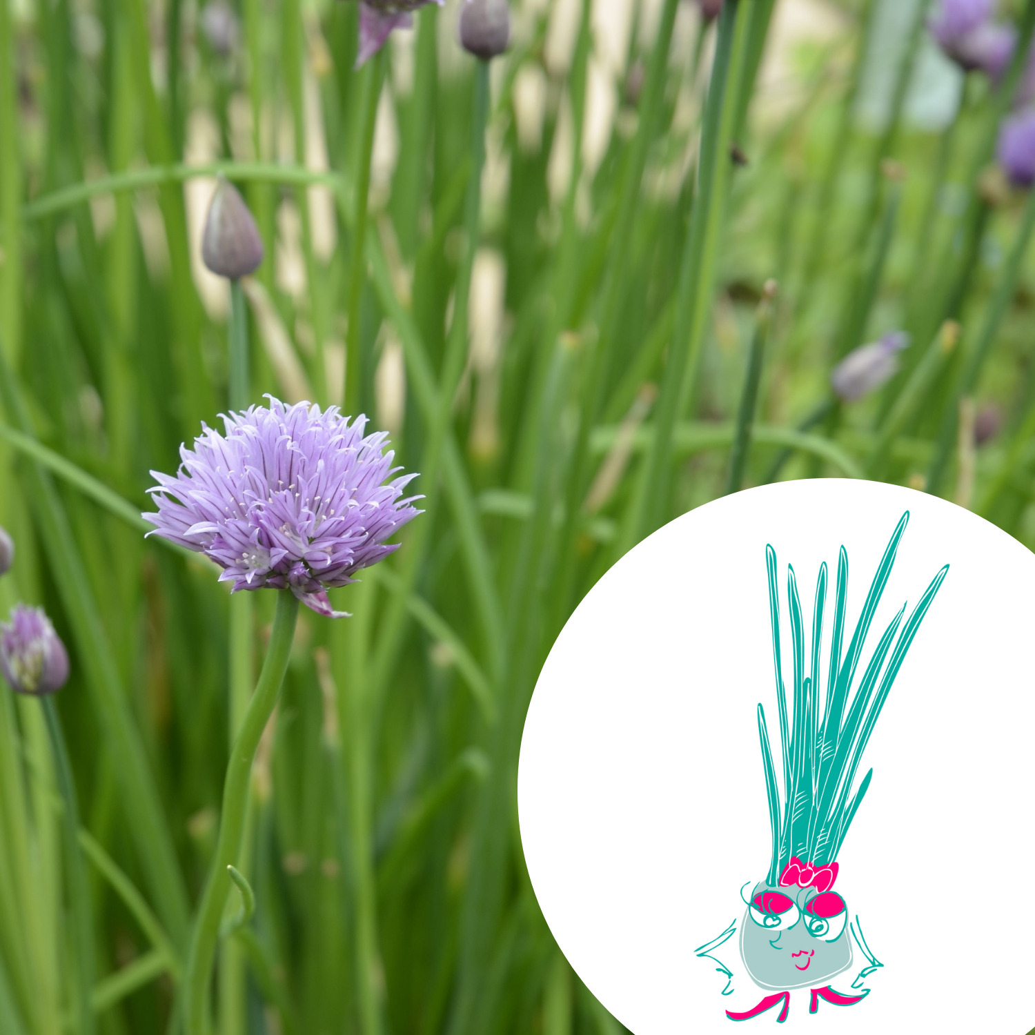 Mini-kit de semis - graines de ciboulette bio - Claudette la ciboulette 2