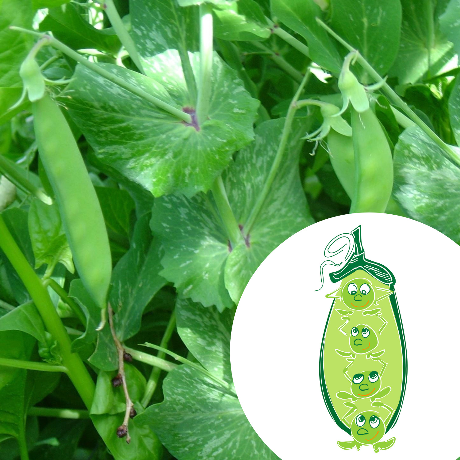 Mini-kit de semis - graines de petits pois BIO - Benoît le petit pois 2