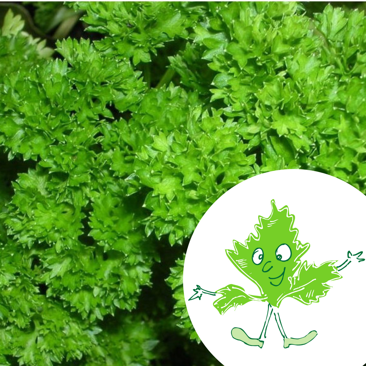 Mini-kit de semis - graines de persil bio - Basile le Persil 2