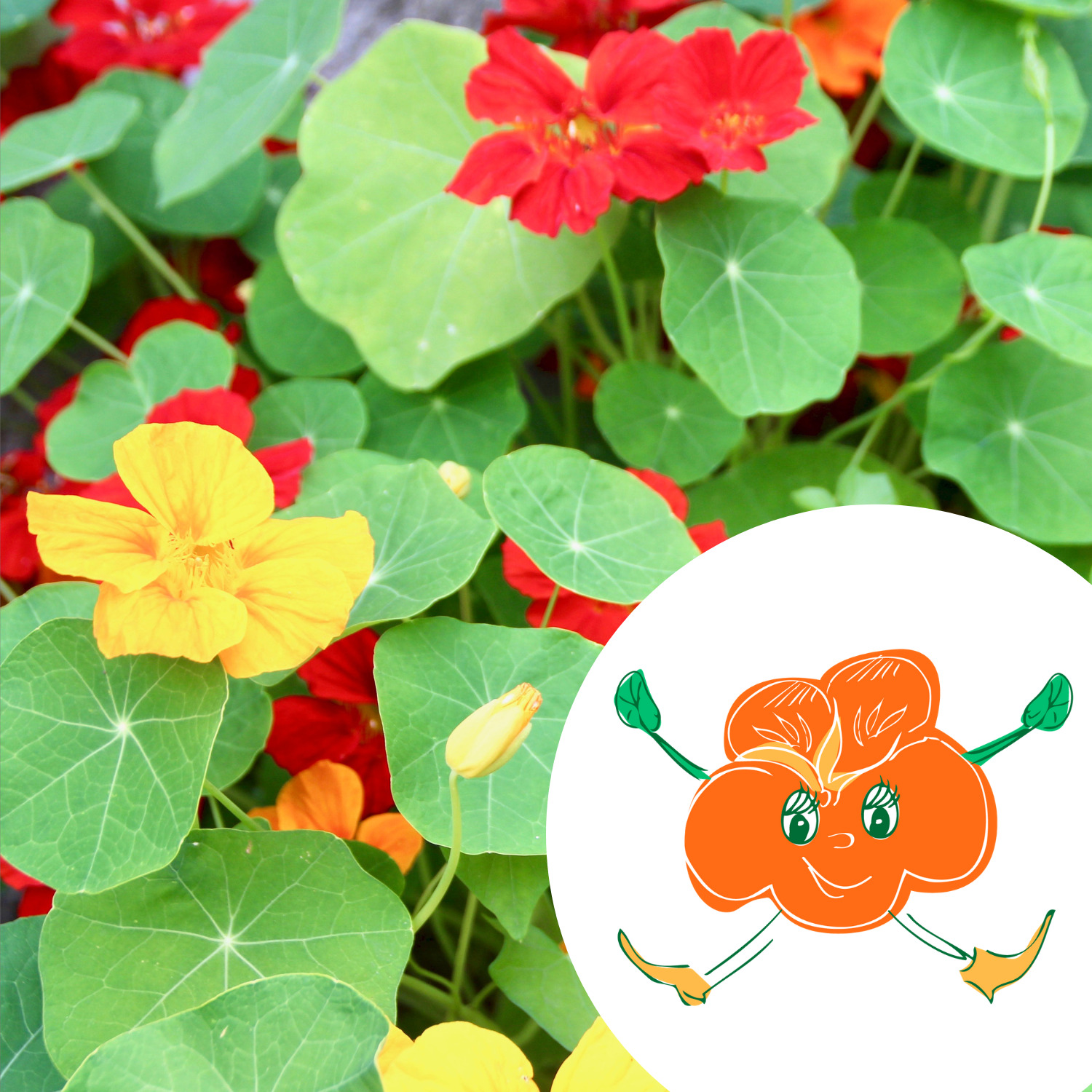 Graines de capucine bio