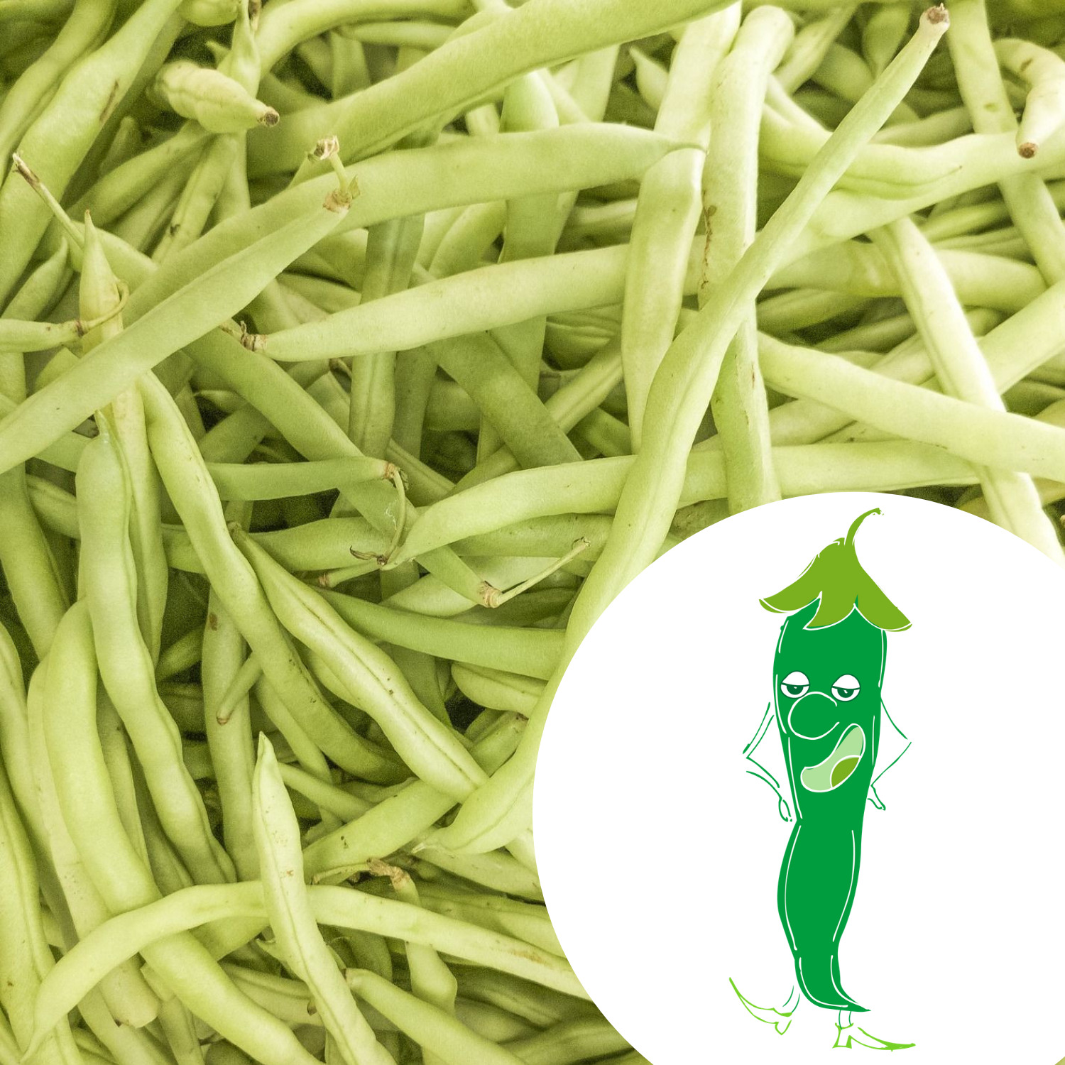 Mini-kit de semis - graines de haricots bio - Enrico le haricot nain 2