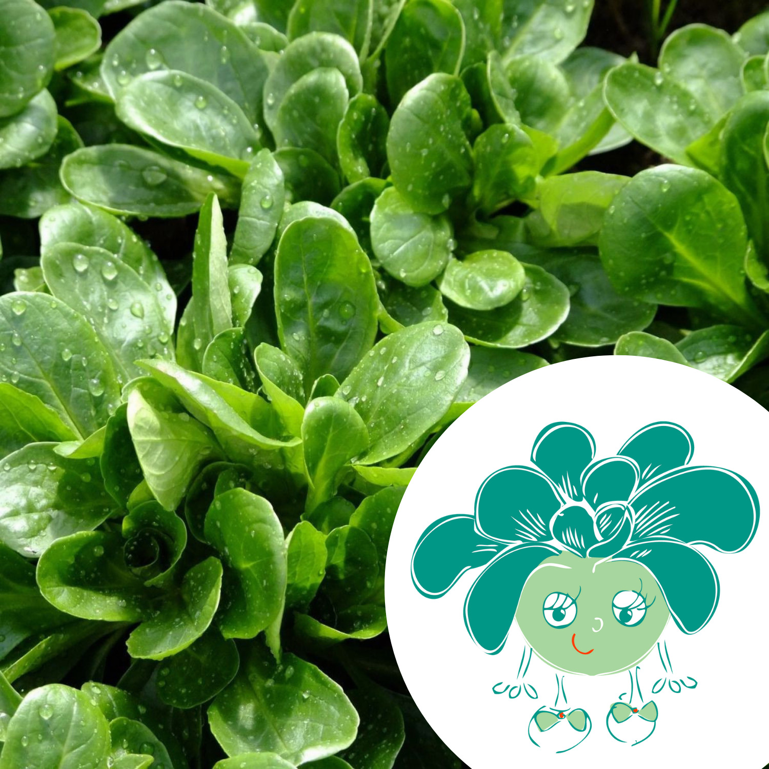 Graines de mâche Vit BIO