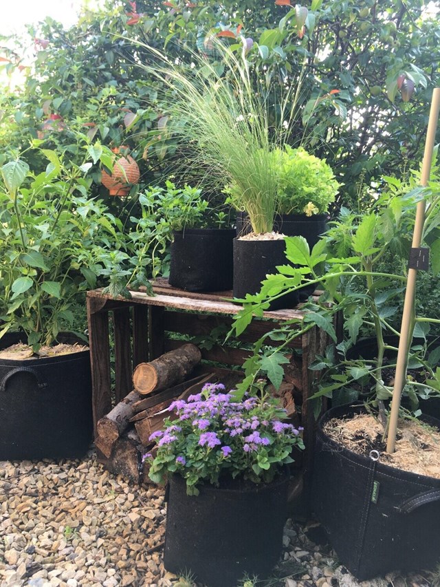 Pot de culture Gronest 75L
