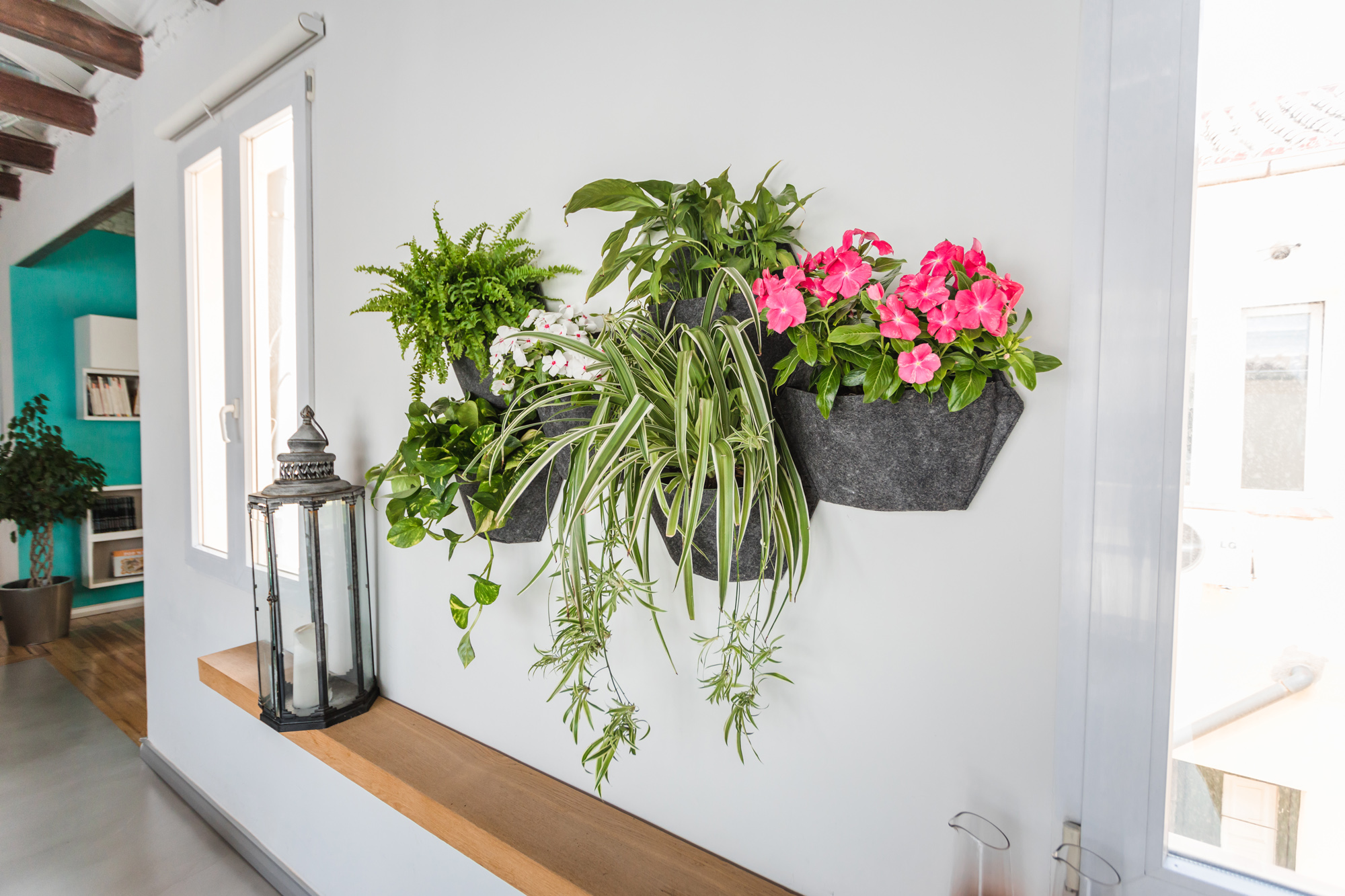 Pack 3 pots muraux avec pothos 6