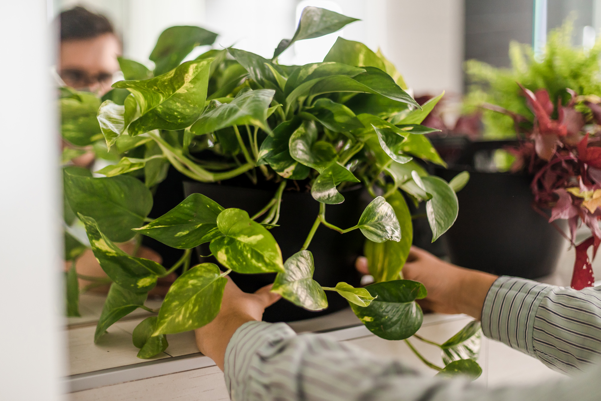 Pack 3 pots muraux avec pothos 8