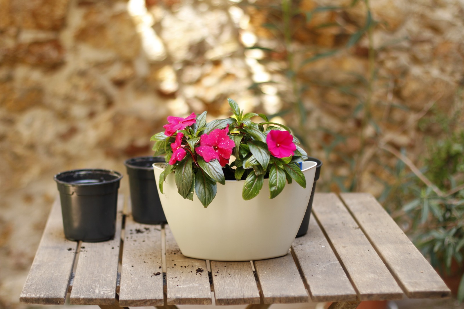 Pack 3 pots muraux avec pothos 9