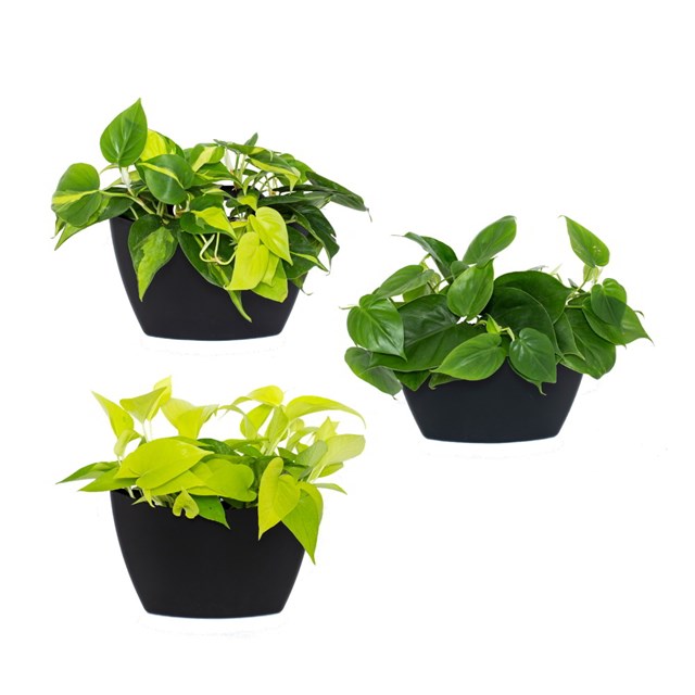 Pack 3 pots muraux avec pothos 3