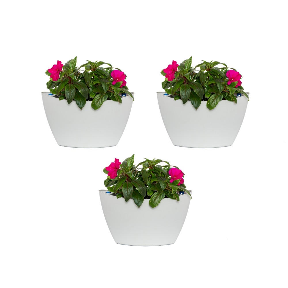 Pack 3 pots muraux avec pothos 2