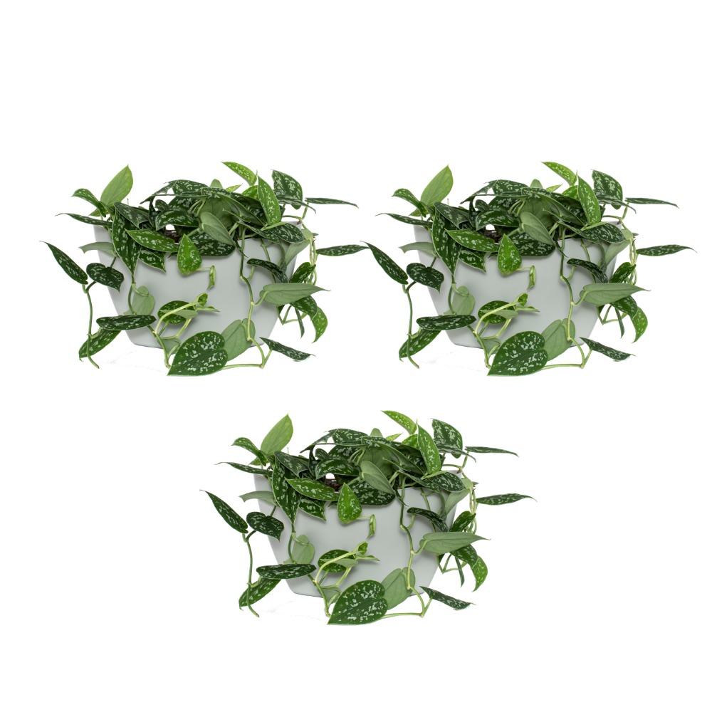 Pack 3 pots muraux avec pothos 5