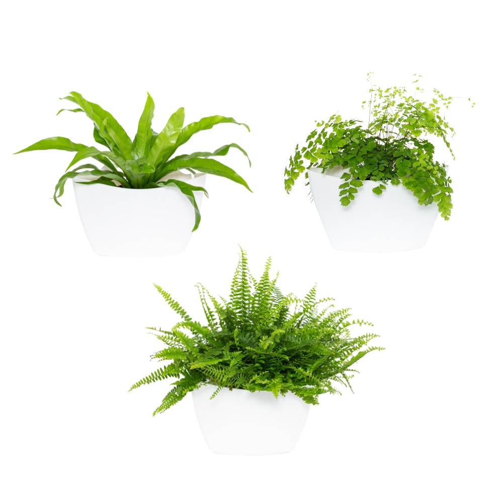 Pack 3 pots muraux avec pothos 4