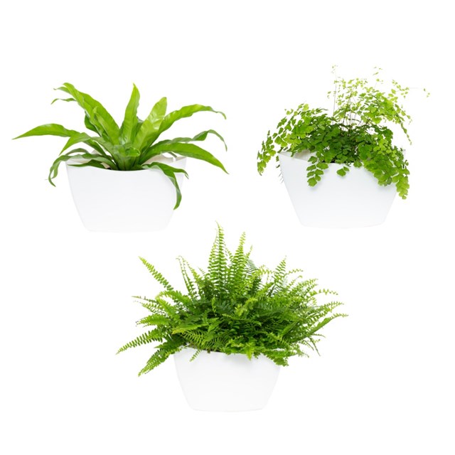 Pack 3 pots muraux avec pothos 4