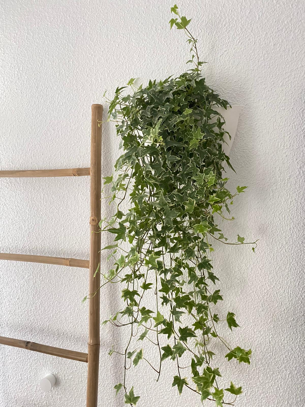 Pack 3 pots muraux avec pothos 10