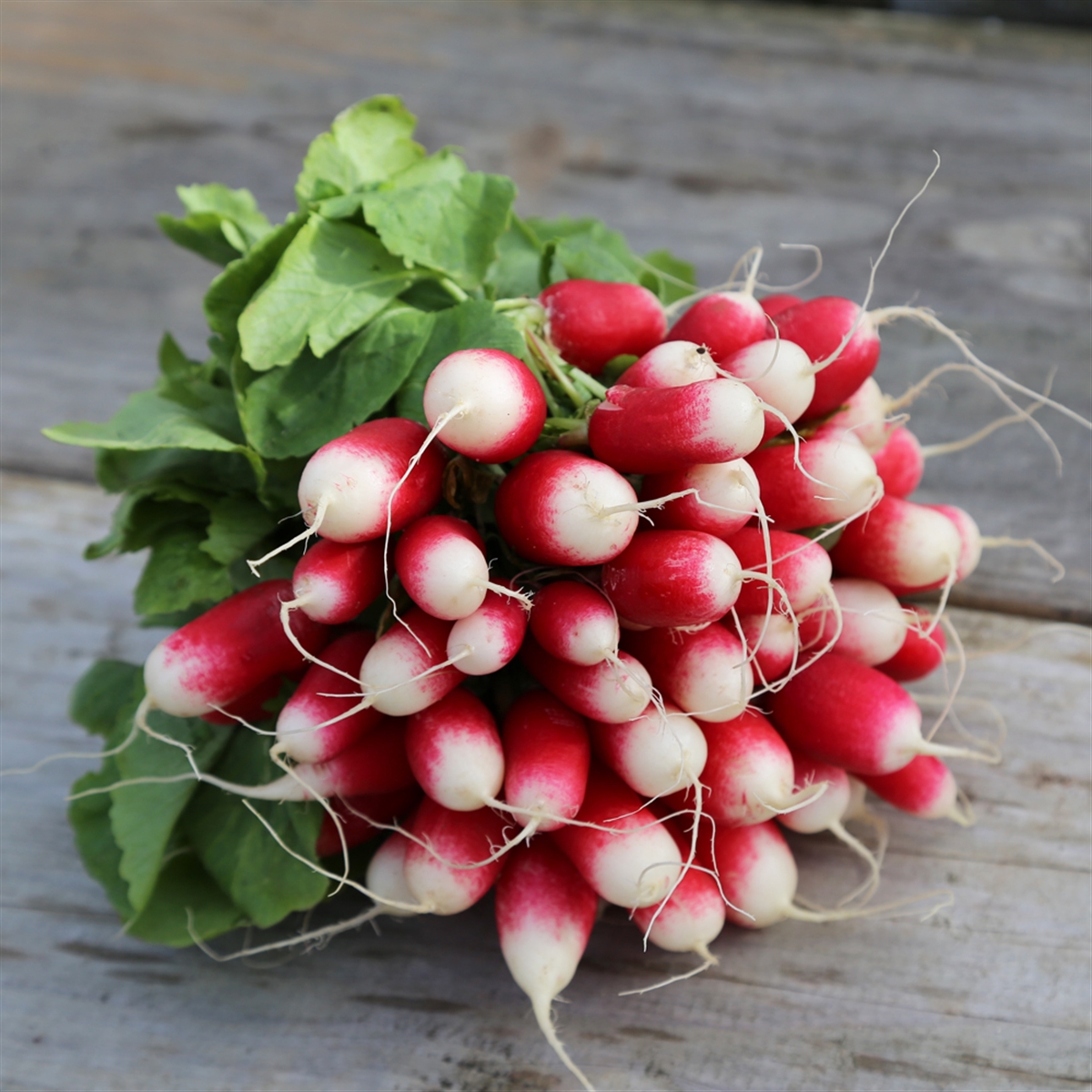 Le kit à semer radis 7