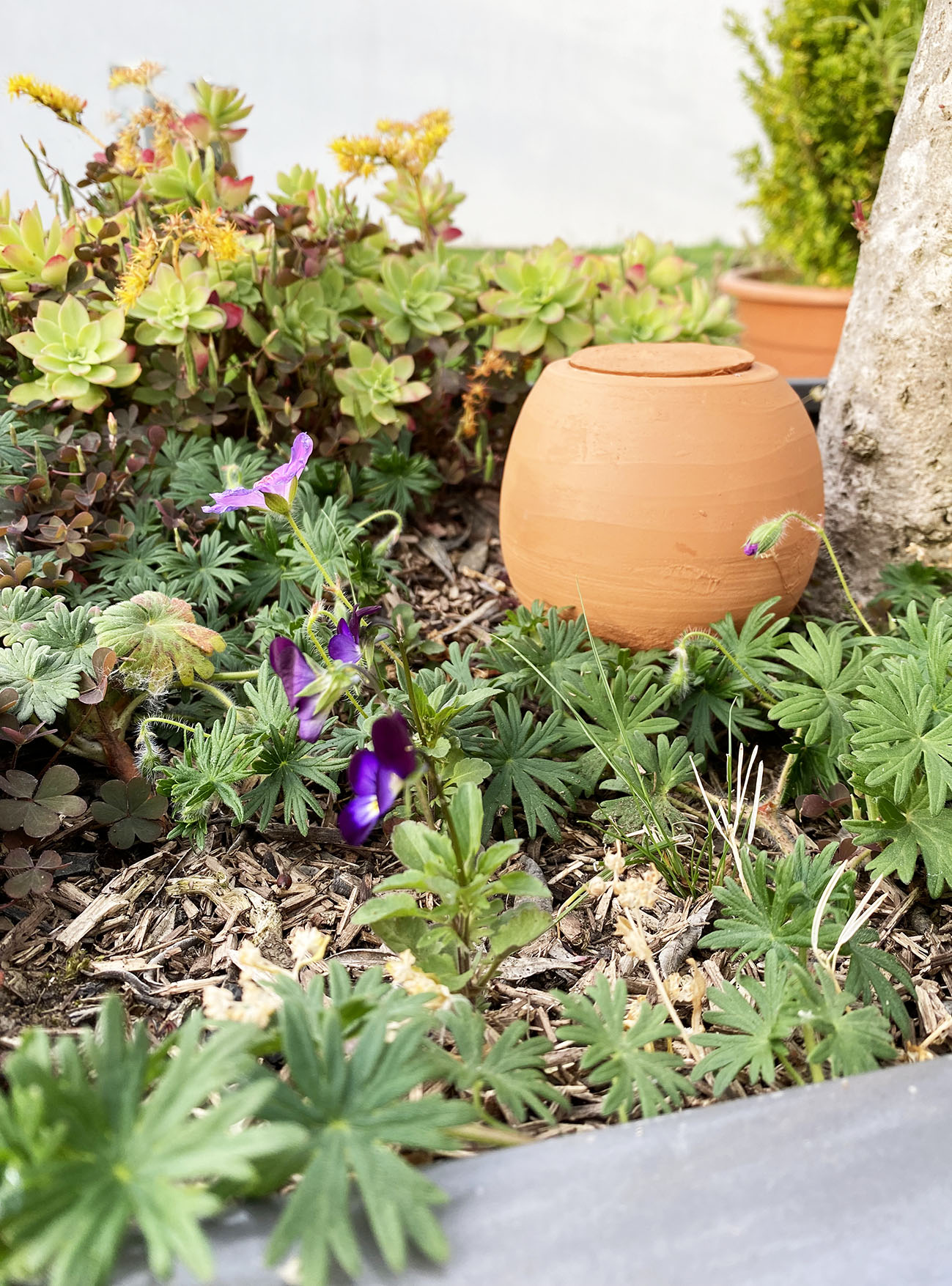 Ollas en Terre Naturelle irrigation ecologique économique