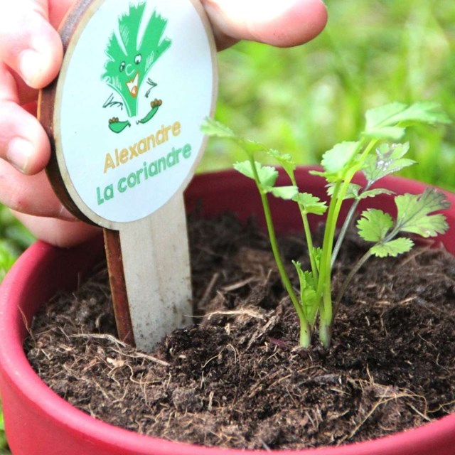 Kit herbes aromatiques des enfants bio 4