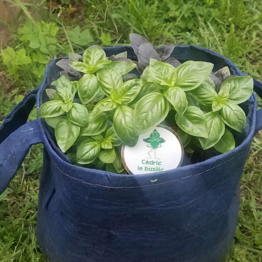 Kit herbes aromatiques des enfants bio 5