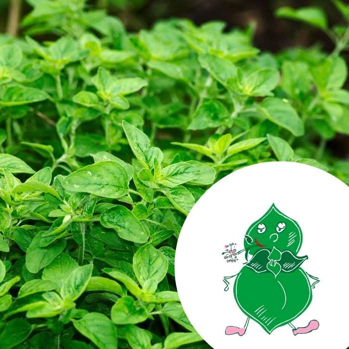 Mini-Kit de semis -graines d’Origan Bio - Laurent l’origan 3