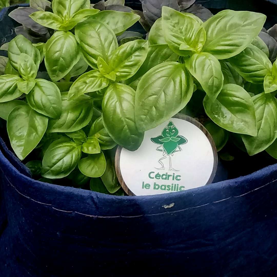 Mini-kit de semis - graines de basilic bio - Cédric le Basilic 4