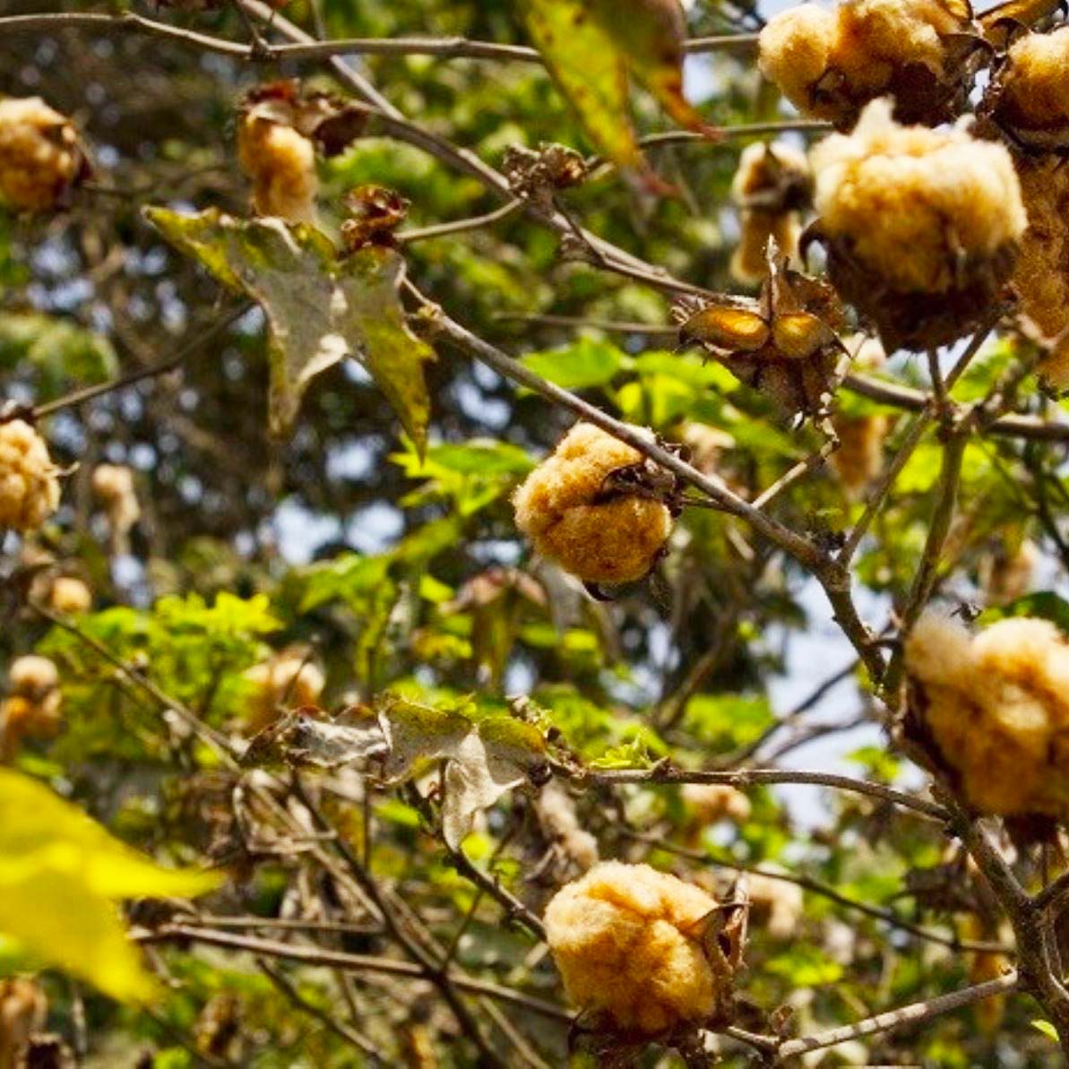Détail du coton bio non teint qui pousse dans le nord du Pérou - pitumarka