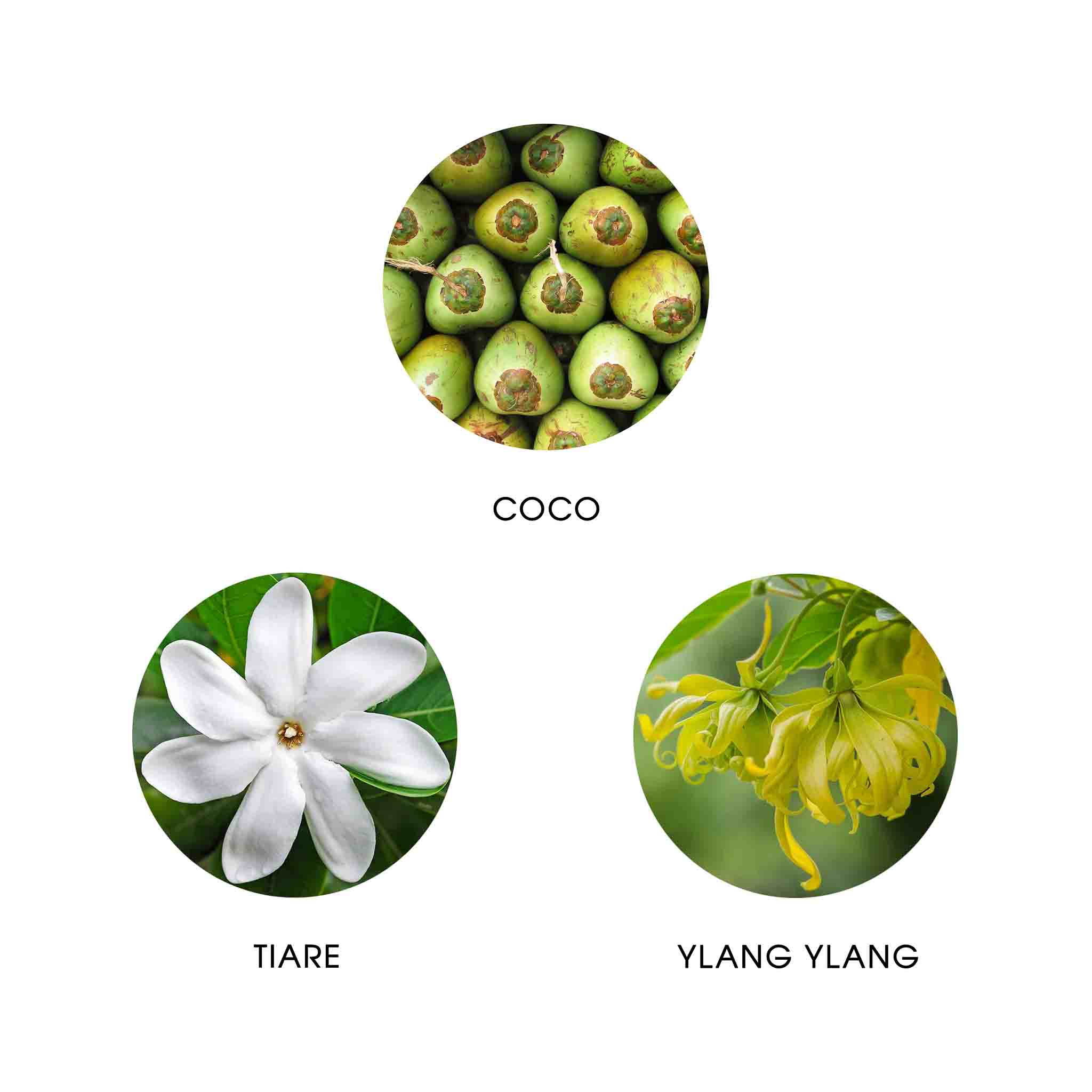 TEHANI POLYNÉSIE, EAU DE PARFUM 50ML, 95% NATURELLE, VEGAN, UNISEXE 4