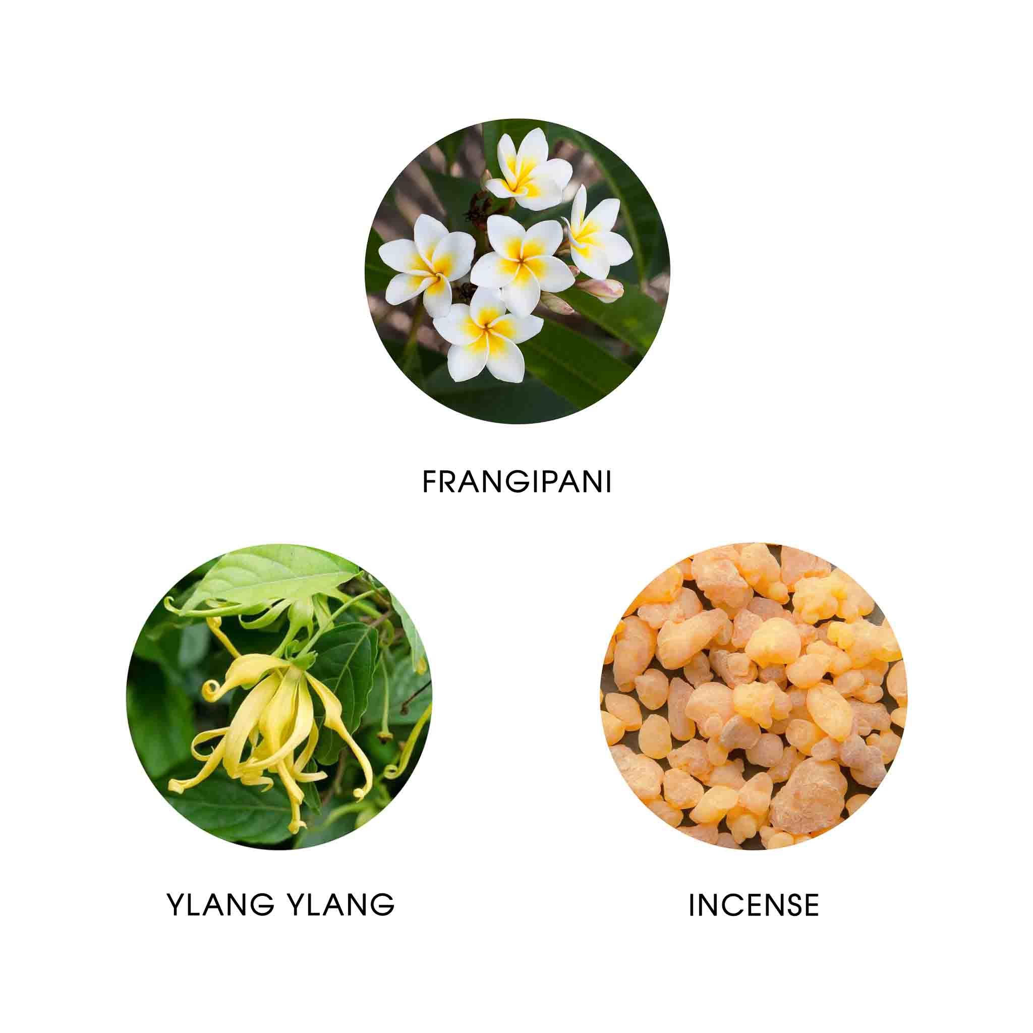 SURYA BALI, EAU DE PARFUM 50ML, 87% NATURELLE, VEGAN, UNISEXE 4