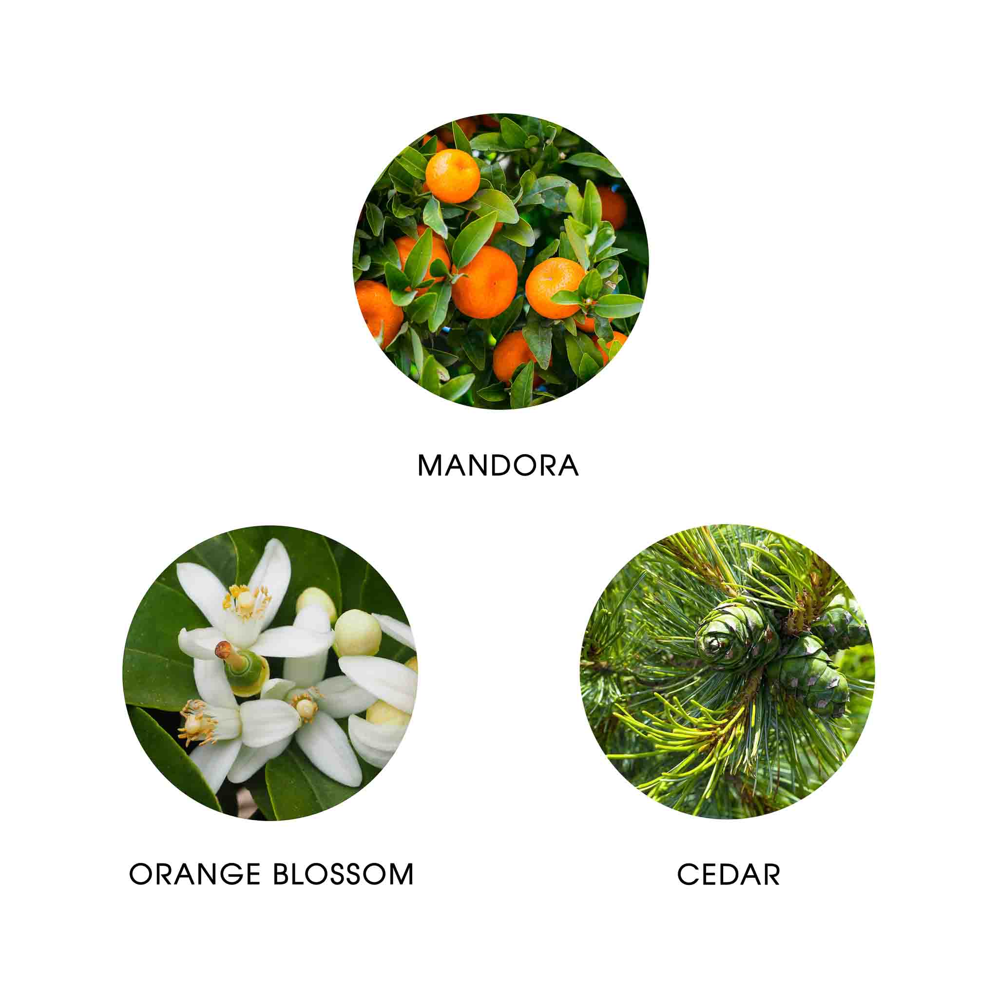 MAZHAR ATLAS, EAU DE PARFUM 50ML, 95% NATURELLE, VEGAN, UNISEXE 4