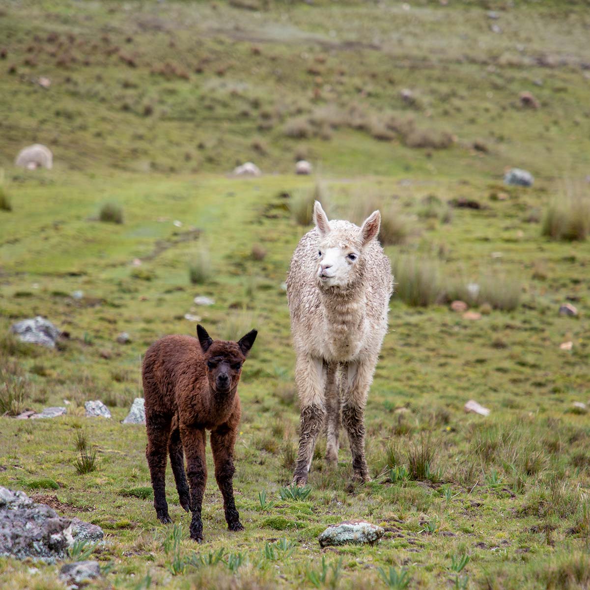 2 alpagas marron et blanc dans la nature, dans la région de Cusco au sud du Pérou