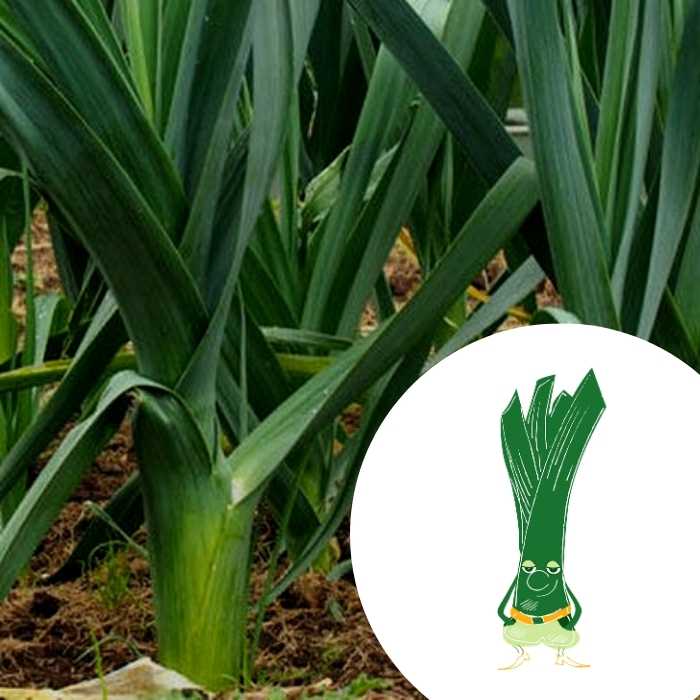 Mini-kit de semis - graines de poireau BIO - Marceau le poireau 5