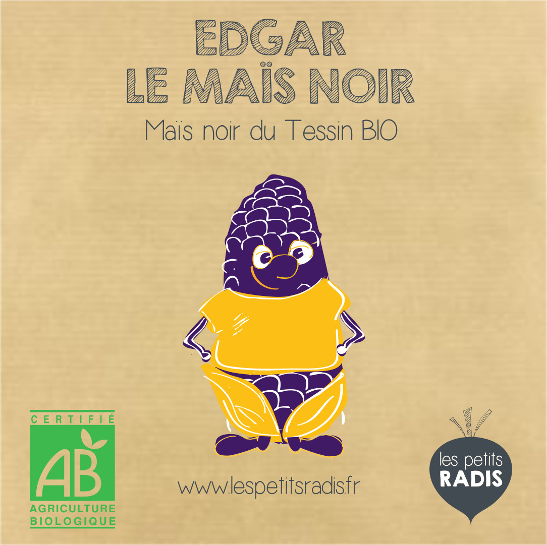 Mini-kit de semis - graines de maïs noir bio - Edgar le maïs noir 4