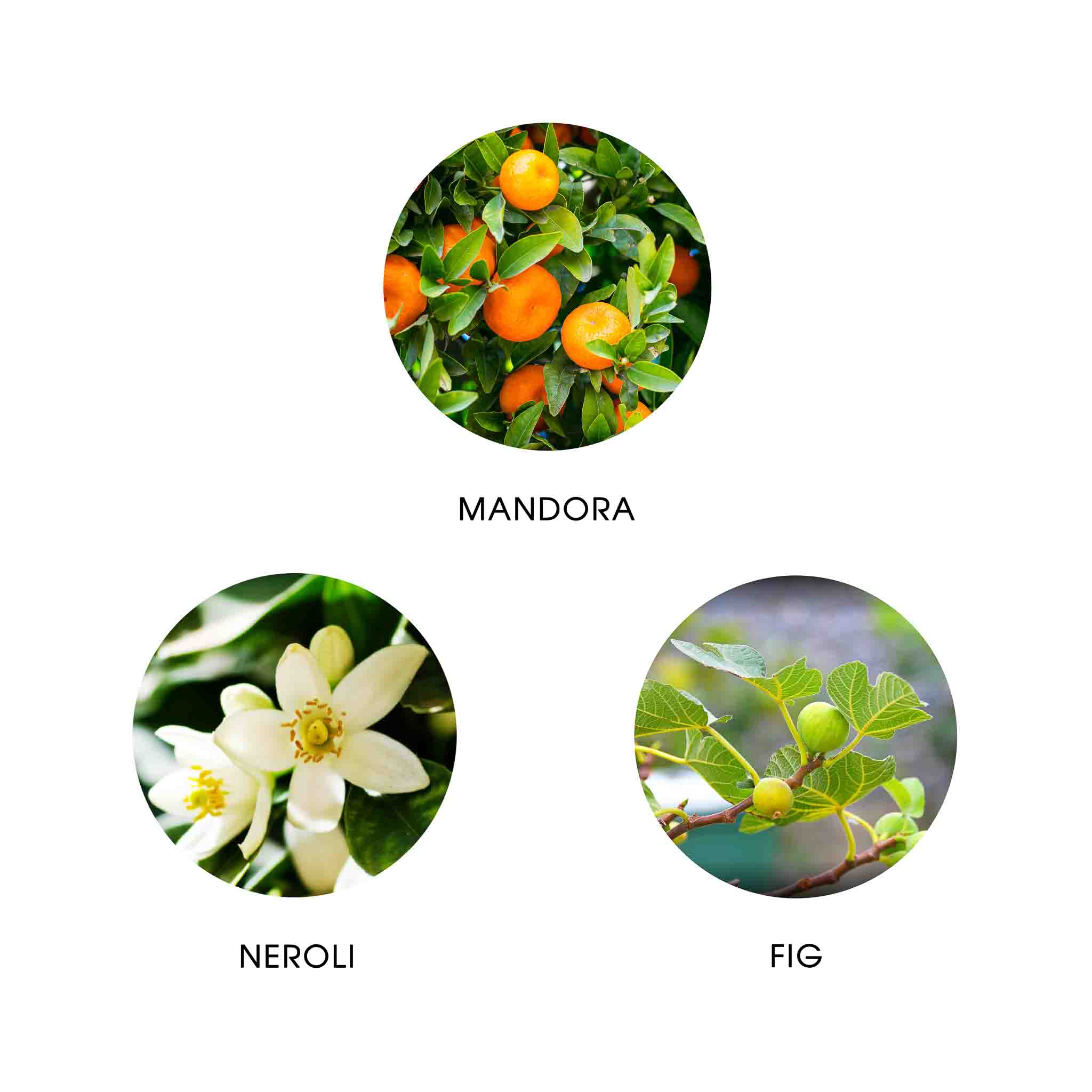 AMANTE ANDALUCIA, EAU DE PARFUM 50ML, 95% NATURELLE, VEGAN, UNISEXE, RECHARGEABLE 4