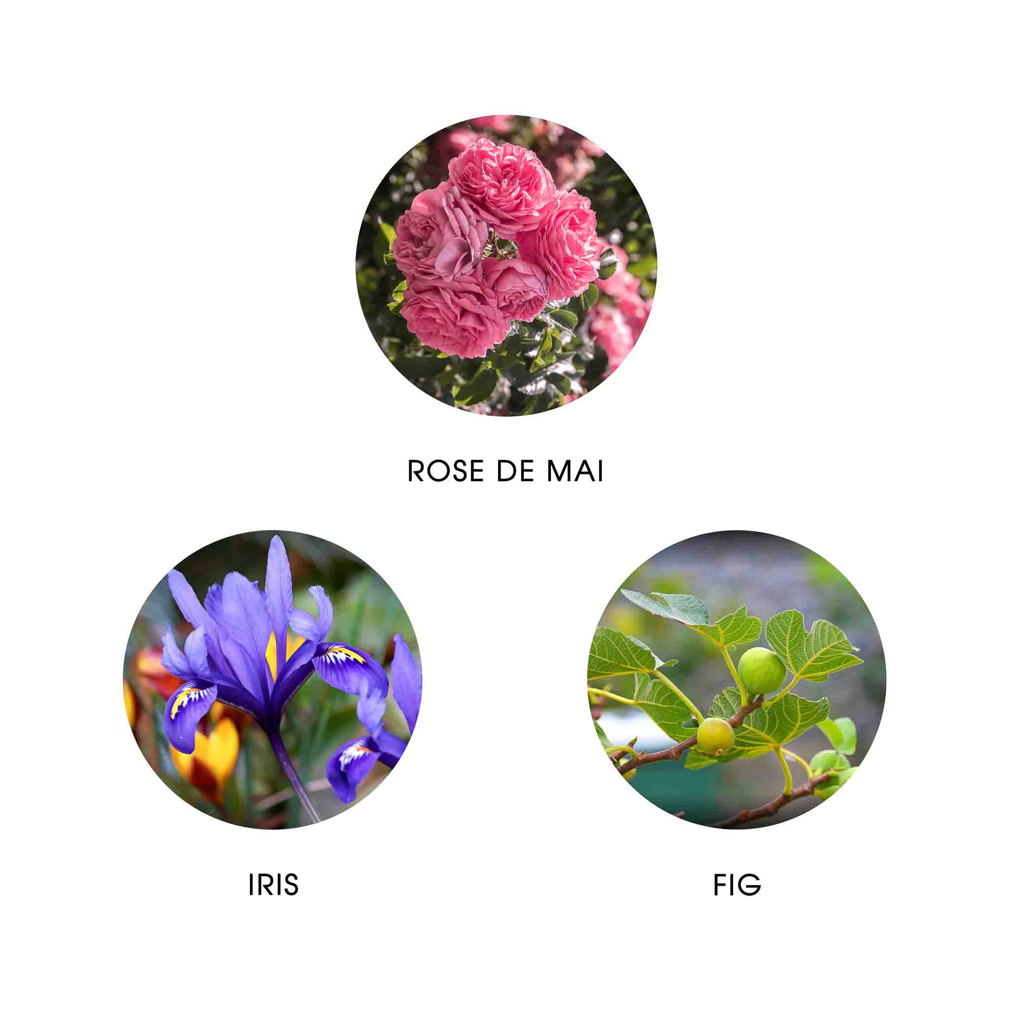 CAMINA PROVENCE, EAU DE PARFUM 50ML,  99.9% NATURELLE, VEGAN, UNISEXE 4