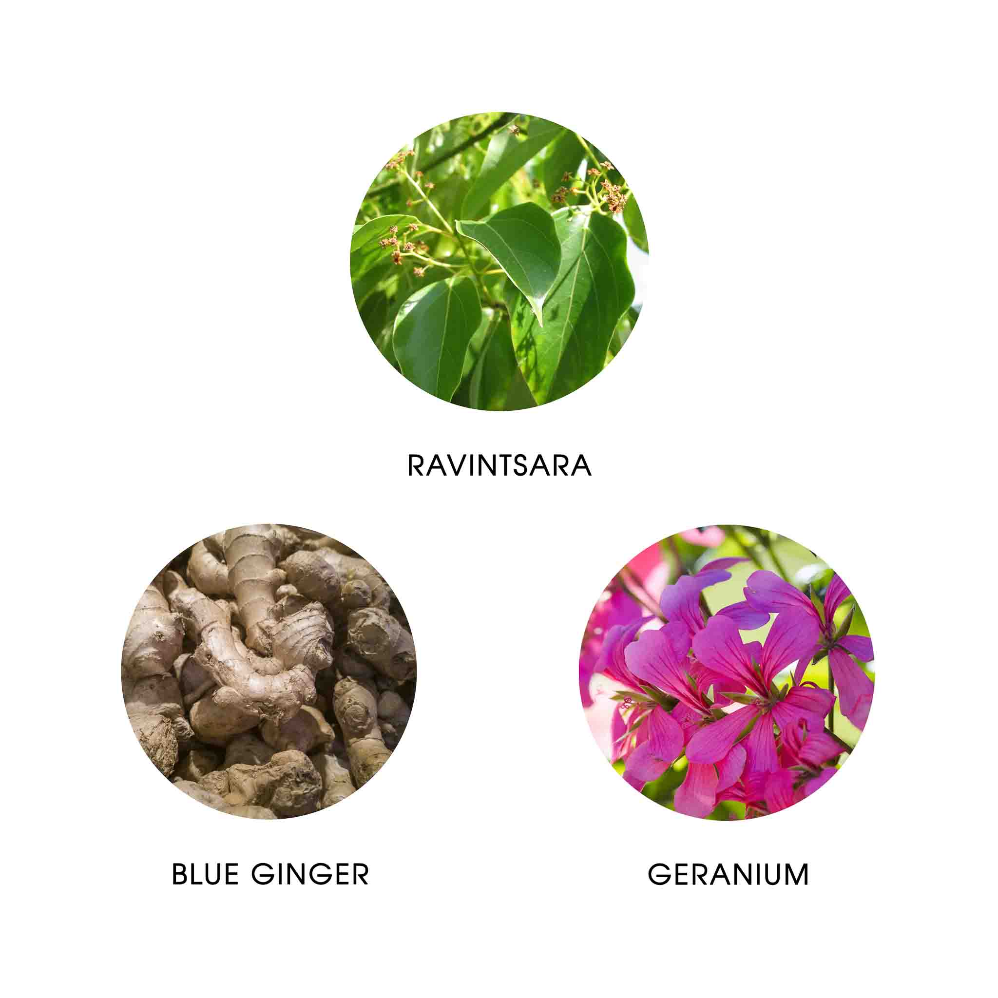 WAKA MADAGASCAR, EAU DE PARFUM 50ML, 99.9% NATURELLE, VEGAN, UNISEXE 5