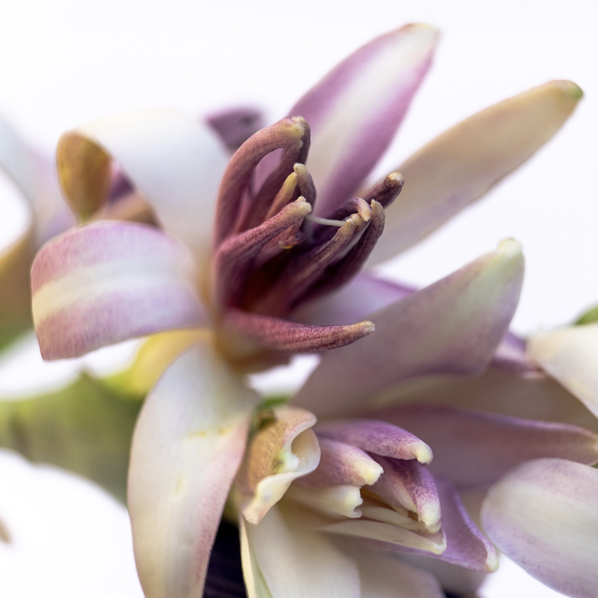 LA PERLA MAYA - YUCATAN, EAU DE PARFUM 50ML, 96% NATURELLE, VEGAN, UNISEXE, RECHARGEABLE 5