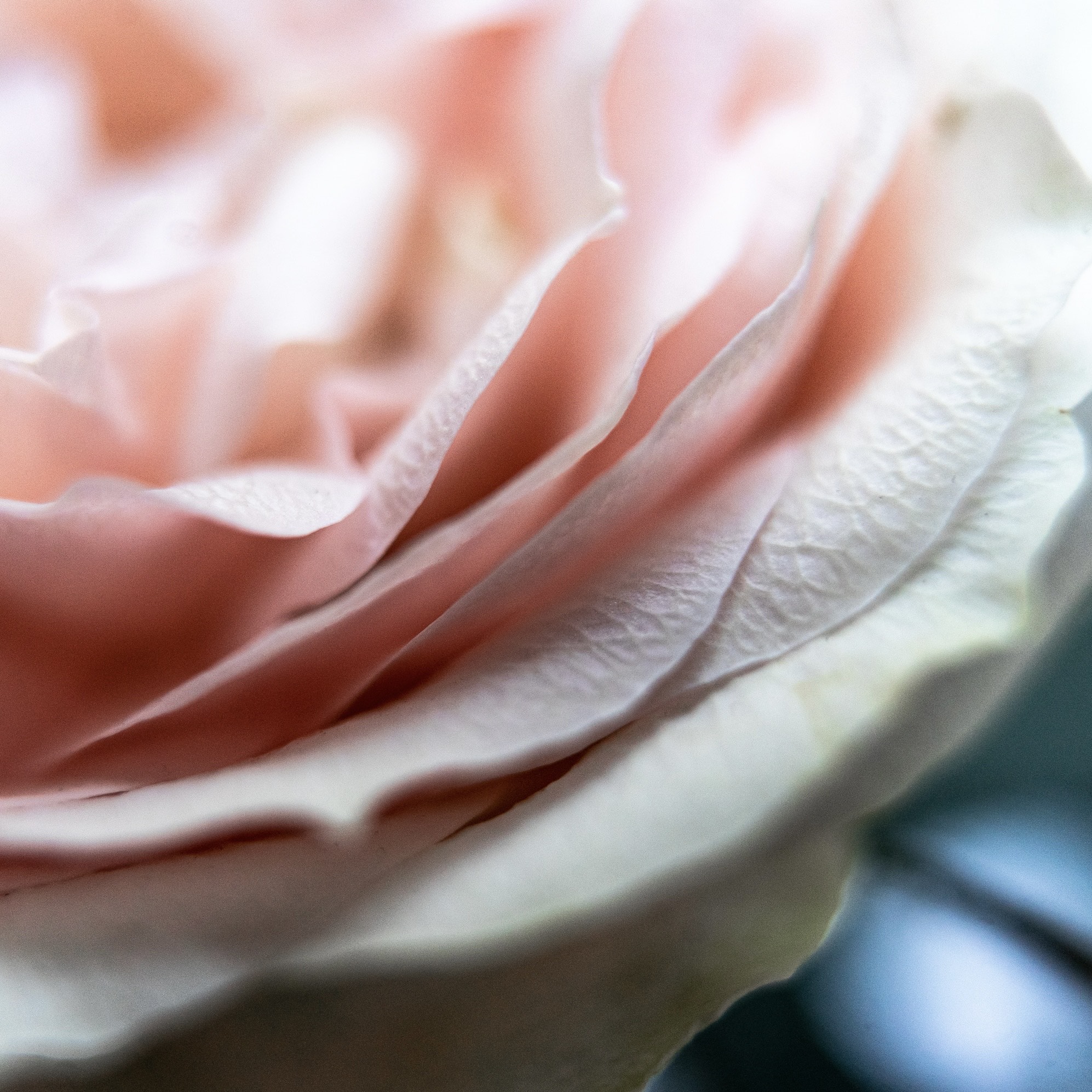 ROSE DÉSIR - DAMAS, EAU DE PARFUM 50ML, 95% NATURELLE, VEGAN, UNISEXE, RECHARGEABLE 3