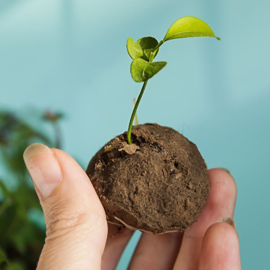 Mini-Kit Bombes de graines de fleurs mellifères BIO