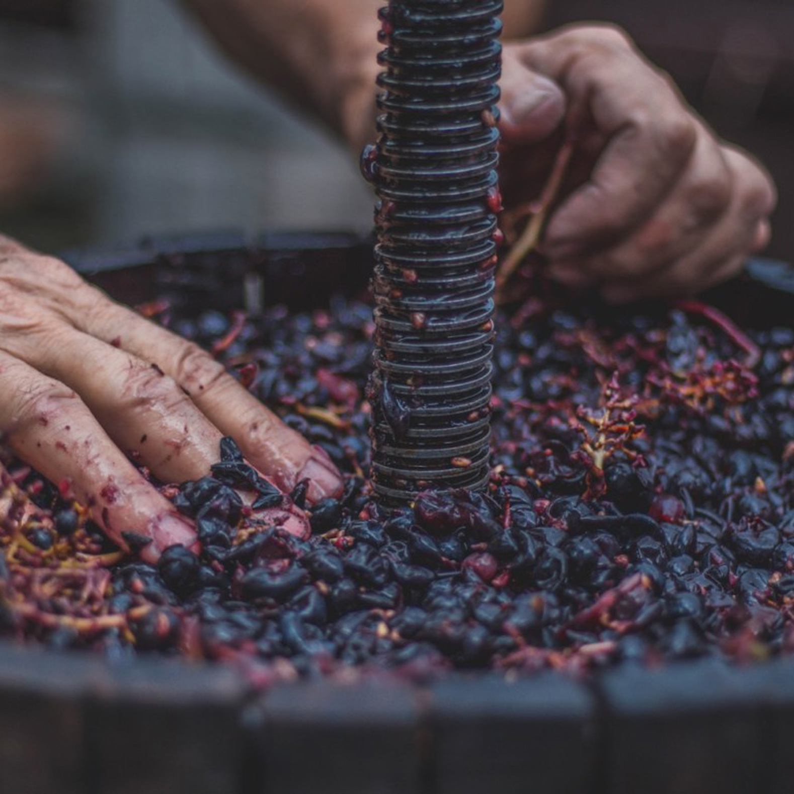 Fabrication du cuir de raisin