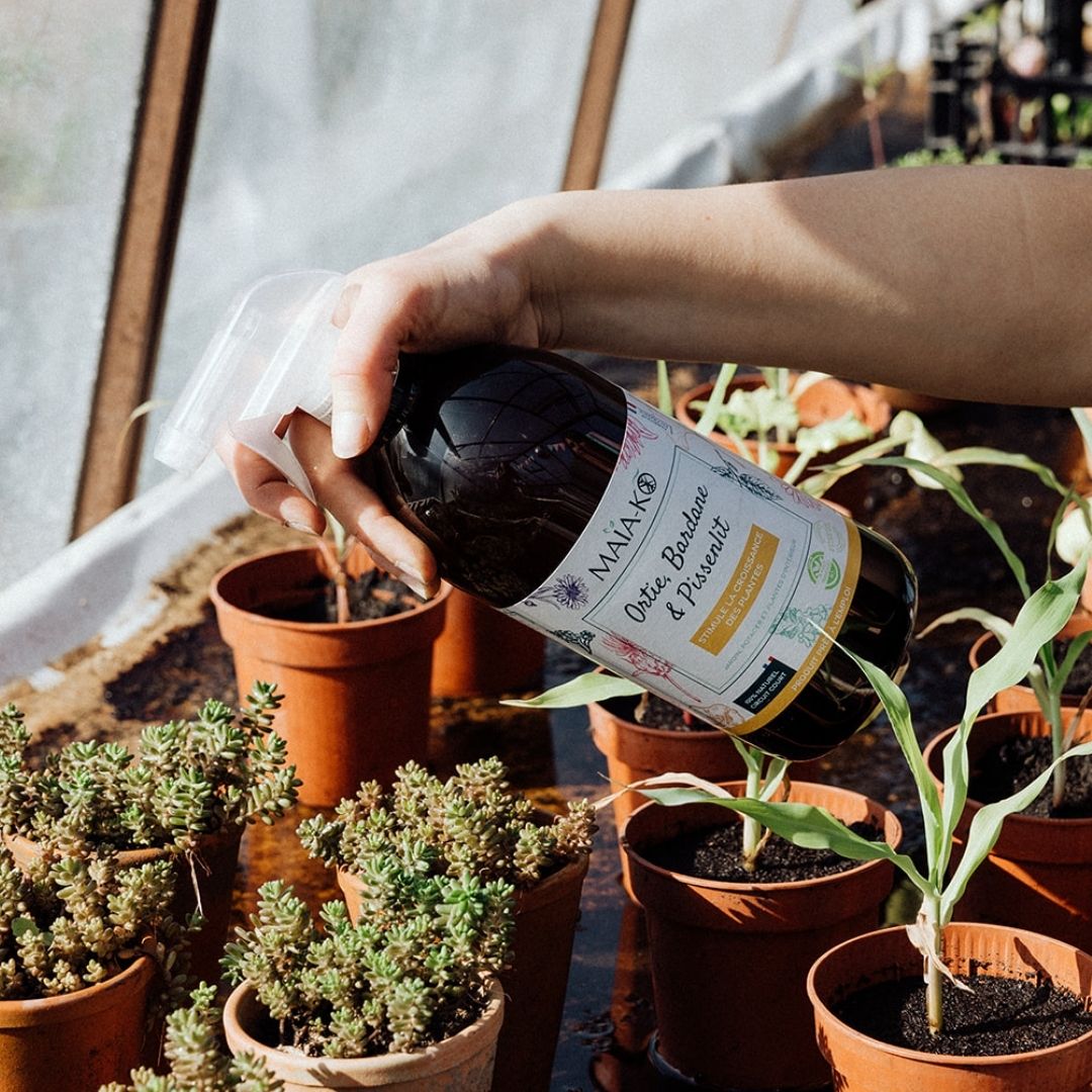 Spray Ortie, Bardane & Pissenlit MAÏA-KO croissance